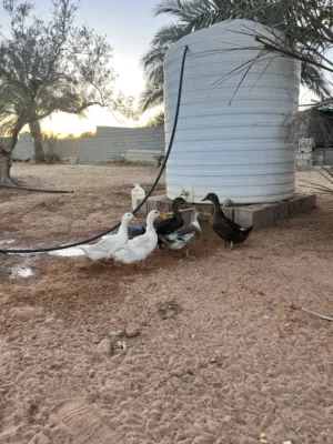 بط زينة للبيع العدد 5