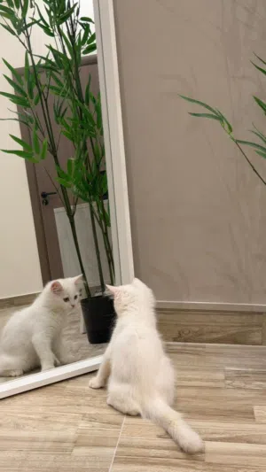 للبيع شيرازي بصحه ممتازه