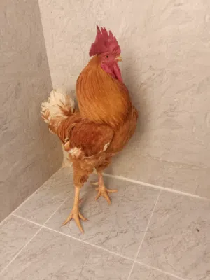 ديك فرنسي عسلي بيور