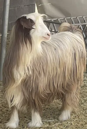 للبيع جدايه حوليات