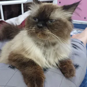 قطه اليفه هملايا