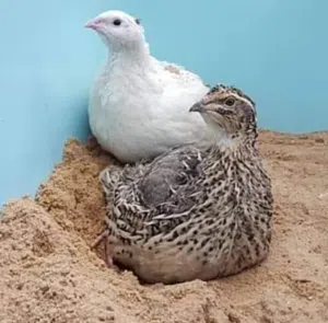 فري (السمان) للبيع