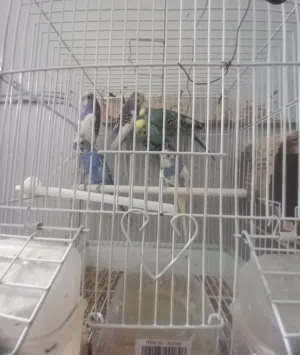 طيور الحب بادجي