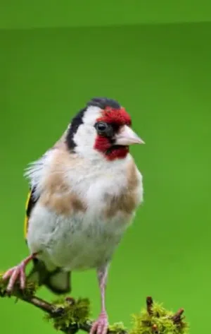 ذكر قرديل ربي يبارك للبيع وطني