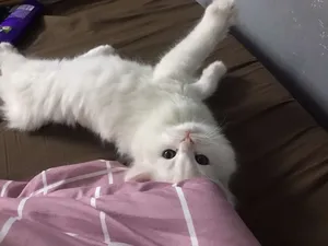 Persian1