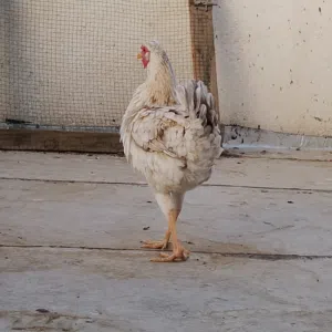 دجاجه عربيه جانت كاركه