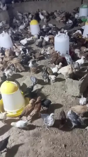 دجاج بلدي وفيومي