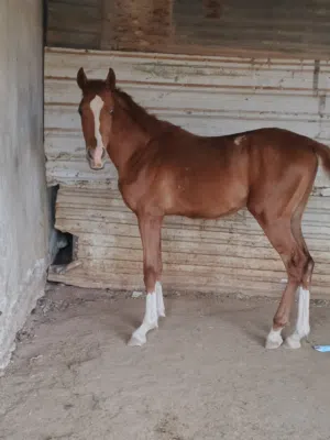 مهر عربي غير مسجل