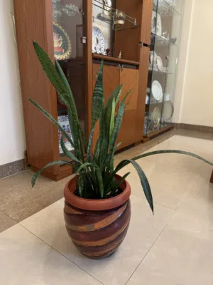 Snake plant indoor with pot