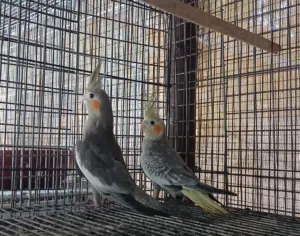 للبيع كوكتيل محليات ومن الانتاج الوصف مهم تحت تابع التفاصيل