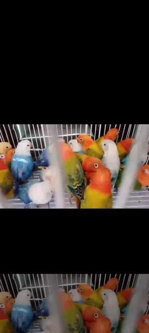 روز طفرات حلوه جداً ومنوعه