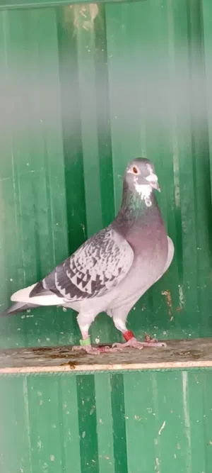 للبيع حمام سباق جميع السلالات