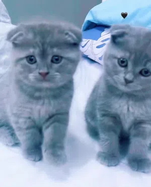 For sale: a beautiful Scottish Fold and Persian cat. It has folded ears and a very cute appearance