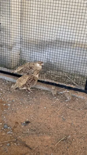 للبيع صفارد وراعبي منتج