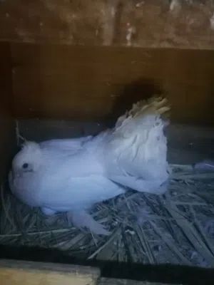 بيع حمام شمسي