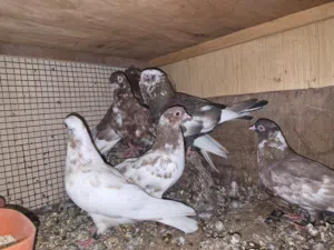 عشه حمام كاملة النوع قلاب قطايف ومحاكر  وكيس حب حمام وقفص نقل طيور جديد