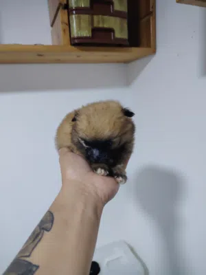 Pomeranian puppies