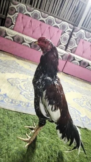 ديك باكستاني نسل بوليا تكي