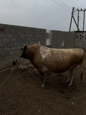 للبيع ثور جرسي