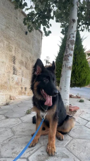 جيرمن شيبرد شو لاين