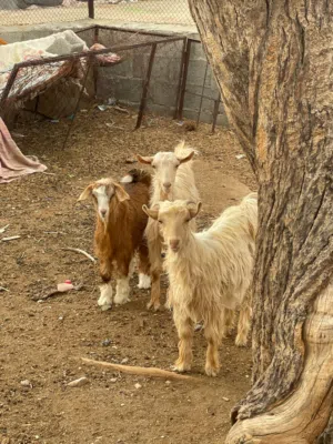 ثلاث تيوس للبيع