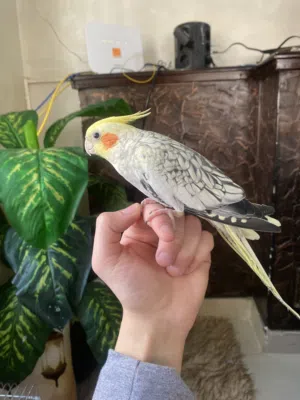 طائر كوكتيل عمره عام -تقريباً-