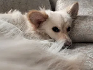 للبيع: أنثى جرو كورجي مالتيز عسل