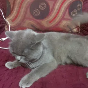 قط سكيتش فولد ذكر