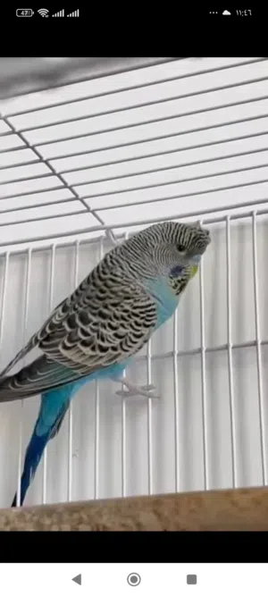 سلام عليكم طيور حب بلاك فيس أحجام