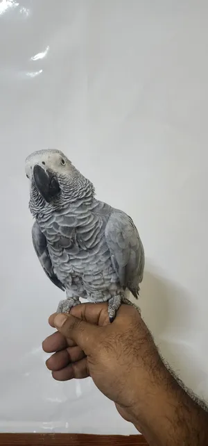 ‏ببغاء‏4