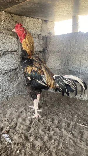 ديك بنجاب بيور