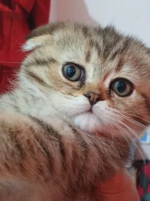 قطط دبل سكوتش فولد بيور عمر شهرين و نصف الوصف مهم للتواصل