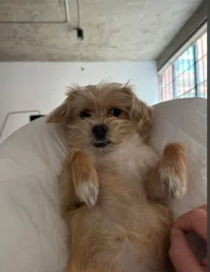 Lovely Dog Maltese male