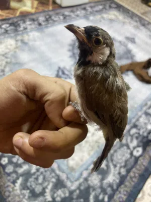 بلبل اليف اقرا الوصف