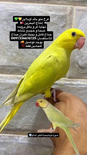 فرخ متو بالد اوبلاين ليموني الراس اصفر