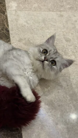 للبيع قط شيرازي ذكر