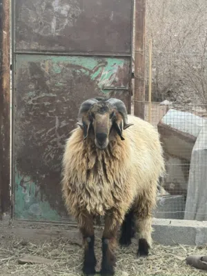 كبش نعيمي ضخم تبارك الرحمن سمين فووول