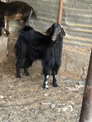 للبيع تيس عماني اسود ماشاء الله مد وشور وفول سمنه