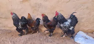 فراريج براهما