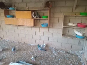 براكة حمام