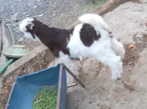 اغنام للبيع