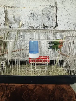 Birds3