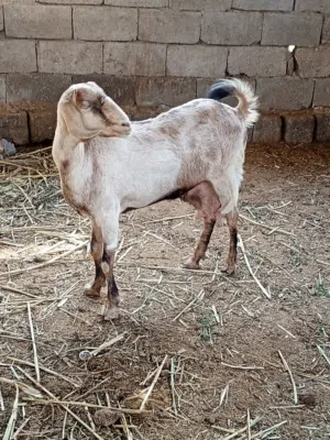 صخله صلمه شامي مطفل سمينه جابت توم واحد مات وحاليآ وراها نثيه فقط
