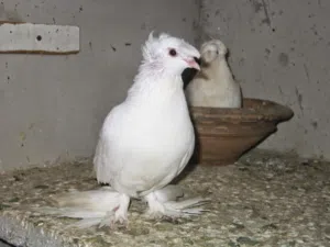 مطلوب فحل دمكش ابيض