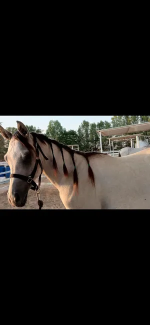 Horses2