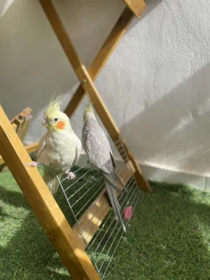 ببغاء كوكتيل اليف لاتينو