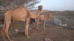 ناقه درعيه للبيع