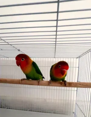 Fisher love birds