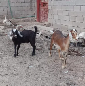 صخلة قطرية ضروبة ماشاء شكلها غزالة  حبلة وراها نثية
