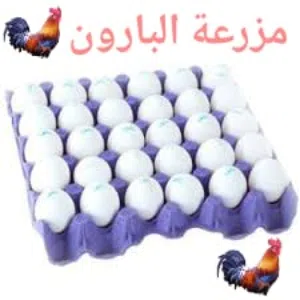 بيض دجاج بلدي